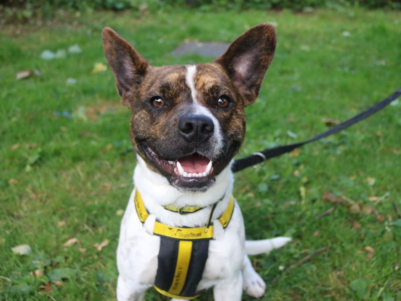 Staffordshire Bull Terrier for adoption in Glasgow, Scotland – 2 years old - Image 8 of 8