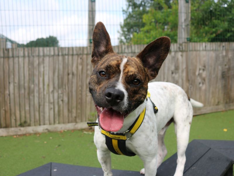 Lockie | French Bulldog Cross | Glasgow - 1