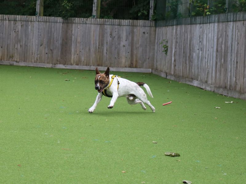 French Bulldog for adoption in Glasgow, Scotland – 2 years old - Image 6 of 10