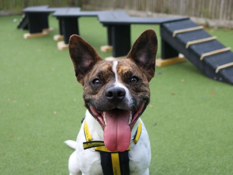 French Bulldog for adoption in Glasgow, Scotland – 2 years old - Image 10 of 10