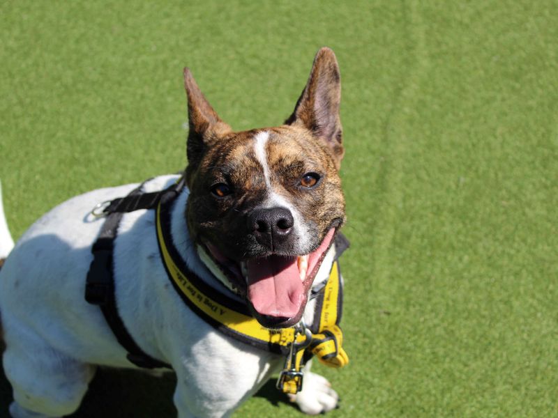 French Bulldog for adoption in Glasgow, Scotland – 2 years old - Image 7 of 10