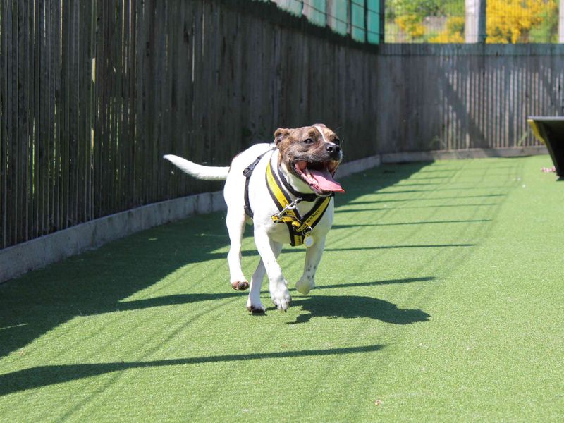 Lockie | French Bulldog Cross | Glasgow - 1
