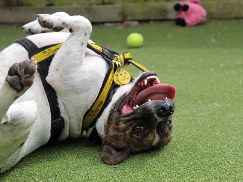 undefined | French Bulldog Cross | undefined - 10