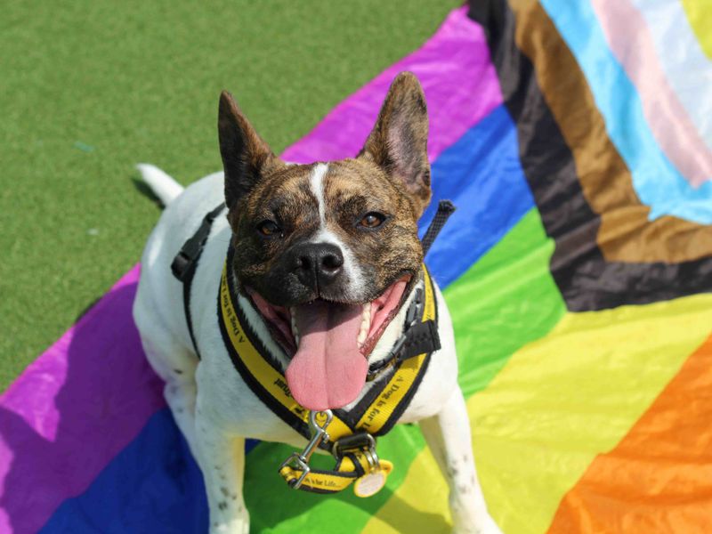 undefined | French Bulldog Cross | undefined - 9