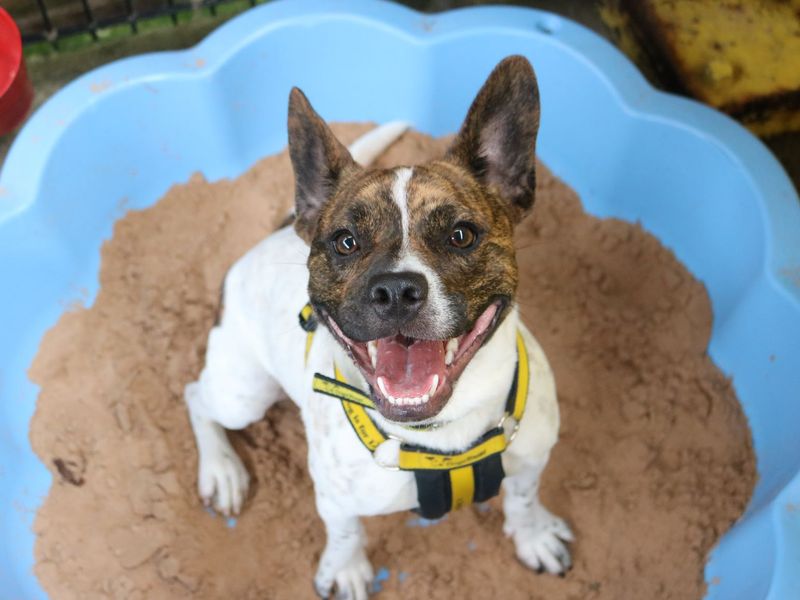 undefined | French Bulldog Cross | undefined - 19
