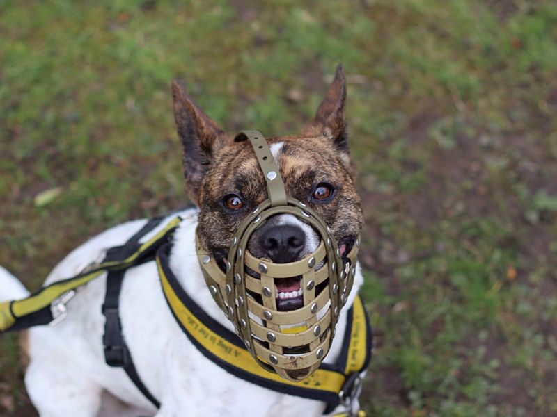 undefined | French Bulldog Cross | undefined - 13