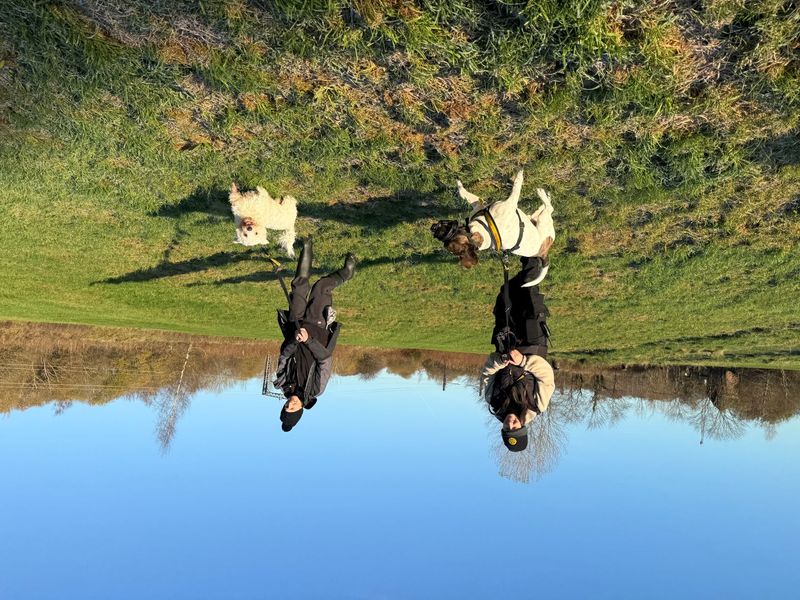 undefined | French Bulldog Cross | undefined - 18