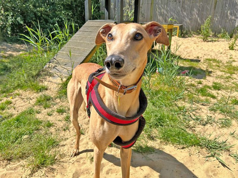 Solly for sale in Wickford, Essex - Image 3