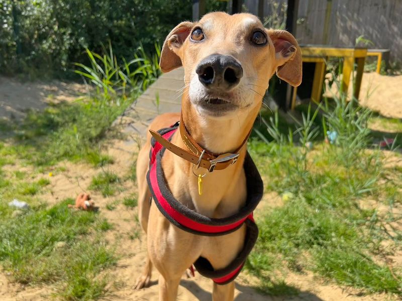Solly for sale in Wickford, Essex - Image 2