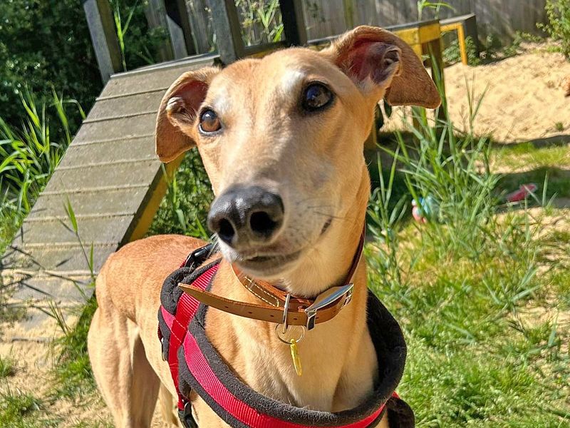 Greyhound for adoption in Wickford, Essex – 6 years old - Image 1 of 3