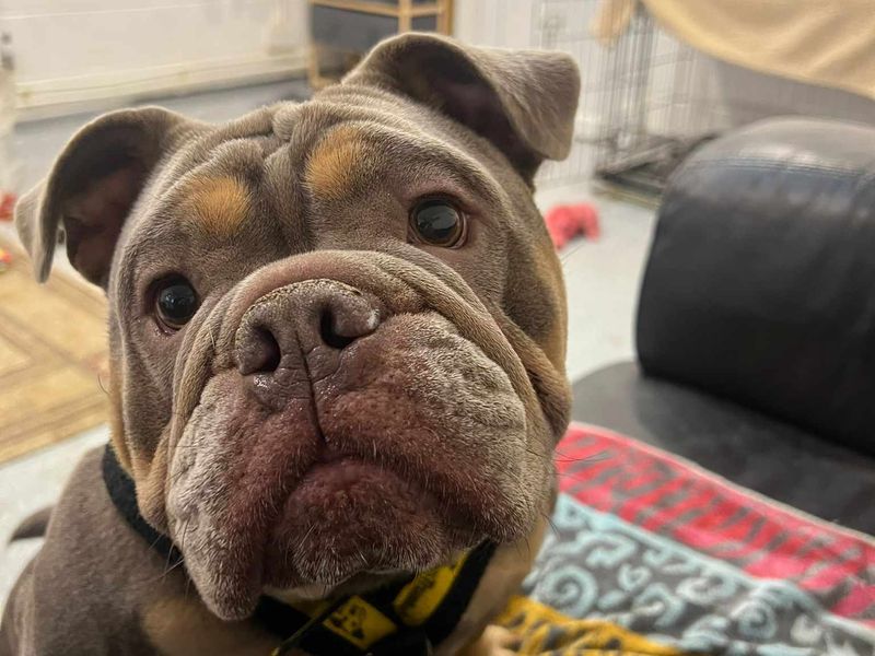 American Bulldog for adoption in Mid Glamorgan, Wales – 3 years old - Image 1 of 1