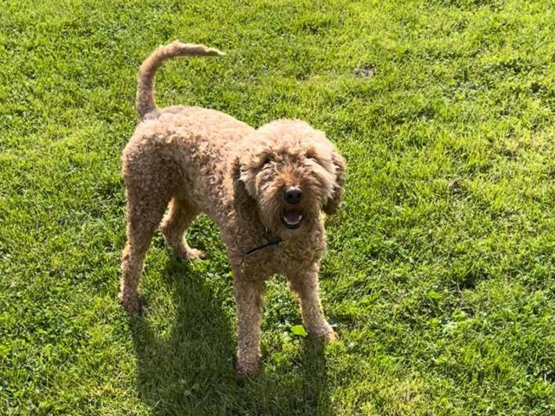 Charlie Biscuits | Poodle (Standard) Cross | Newbury (Berkshire) - 1