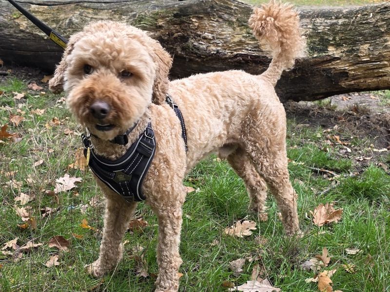 Charlie Biscuits | Poodle (Standard) Cross | Newbury (Berkshire) - 2