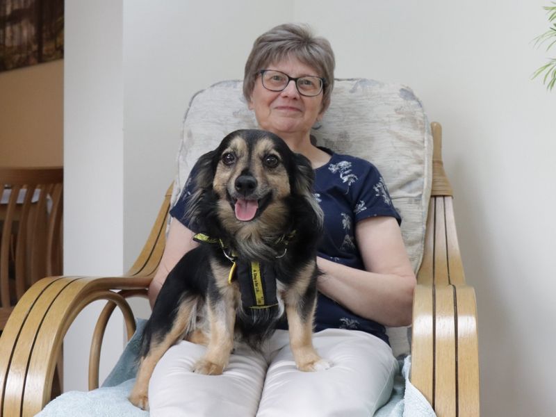 Jack Russell Terrier for adoption in Evesham, Worcestershire – 9 years old - Image 8 of 8