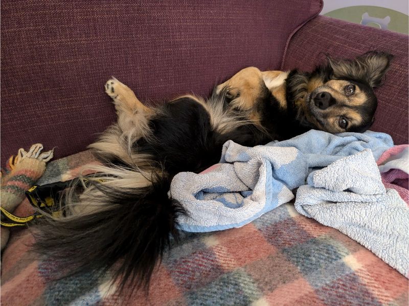 Jack Russell Terrier for adoption in Evesham, Worcestershire – 9 years old - Image 7 of 8