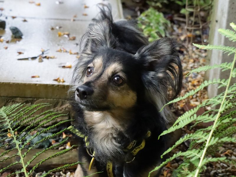Jack Russell Terrier for adoption in Evesham, Worcestershire – 9 years old - Image 4 of 8