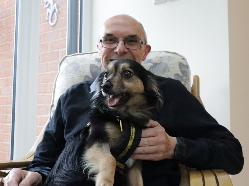 Jack Russell Terrier for adoption in Evesham, Worcestershire – 9 years old - Image 5 of 8