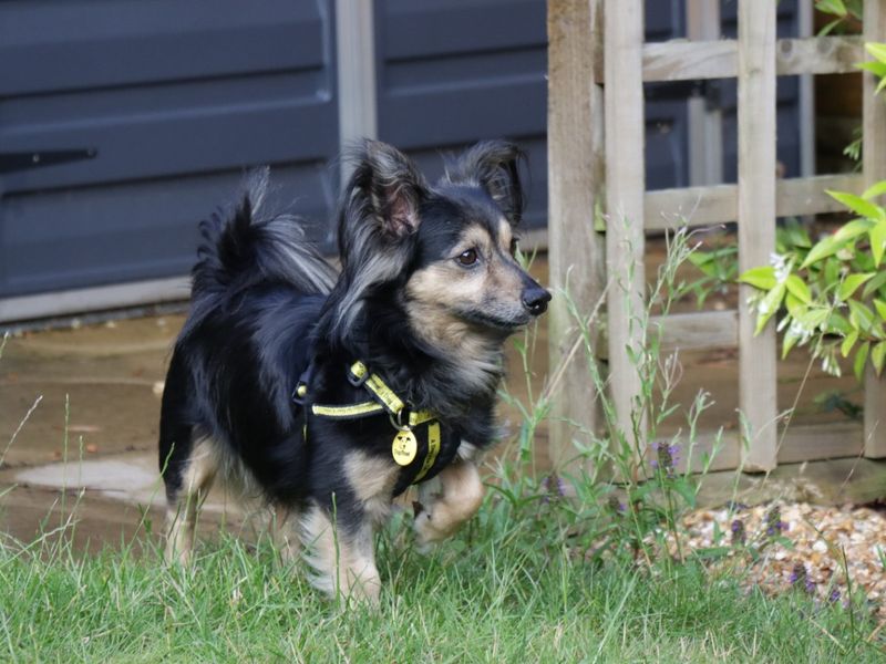 Jack Russell Terrier for adoption in Evesham, Worcestershire – 9 years old - Image 6 of 8