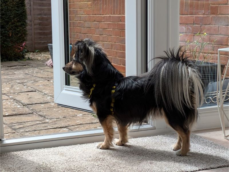Jack Russell Terrier for adoption in Evesham, Worcestershire – 9 years old - Image 3 of 8