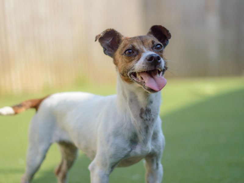 Jack Russell for adoption in Kenilworth, Warks – 7 years old - Image 5 of 9