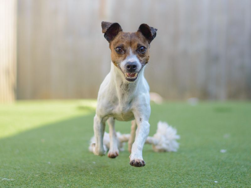 Jack Russell for adoption in Kenilworth, Warks – 7 years old - Image 8 of 9