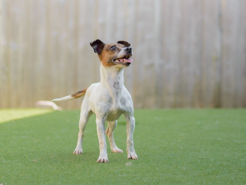 Jack Russell for adoption in Kenilworth, Warks – 7 years old - Image 6 of 9
