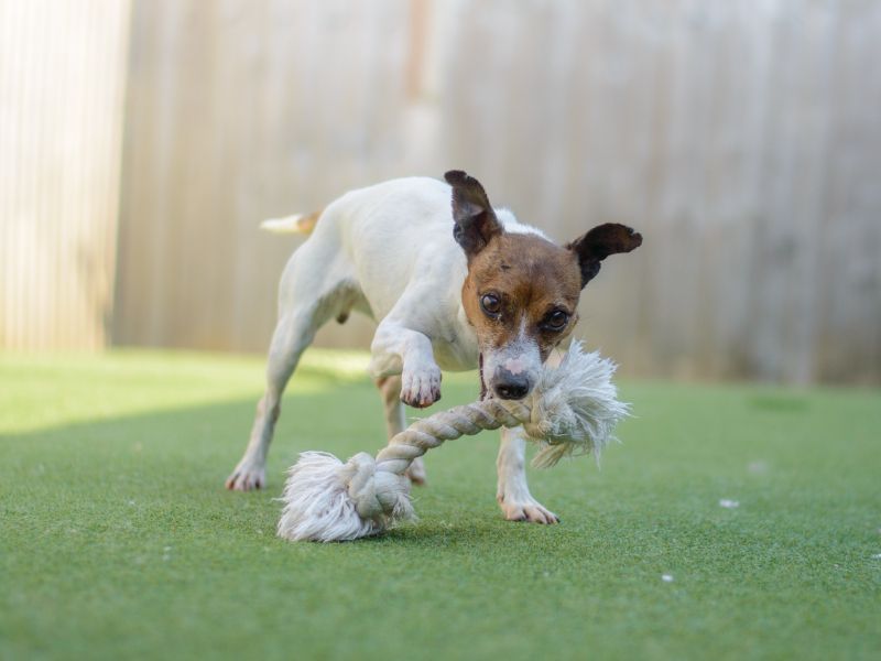 Jack Russell for adoption in Kenilworth, Warks – 7 years old - Image 2 of 9