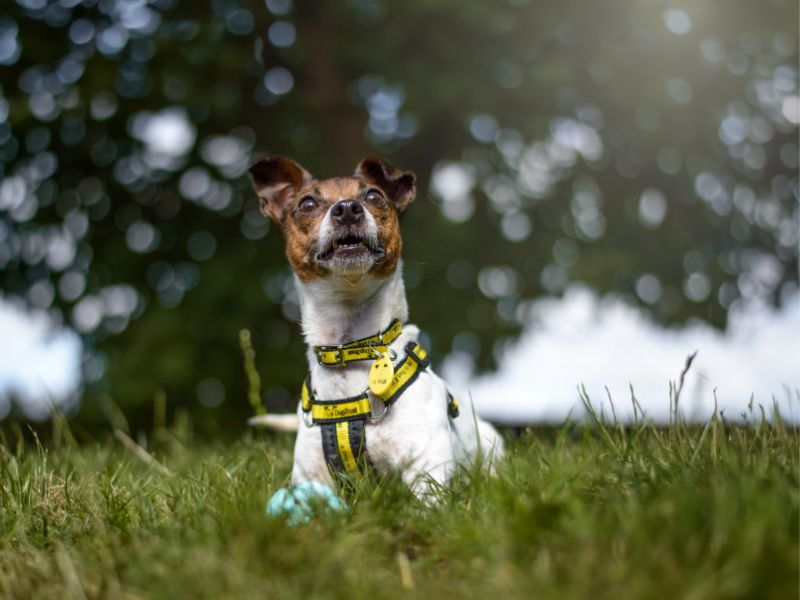 Jack Russell for adoption in Kenilworth, Warks – 7 years old - Image 1 of 9
