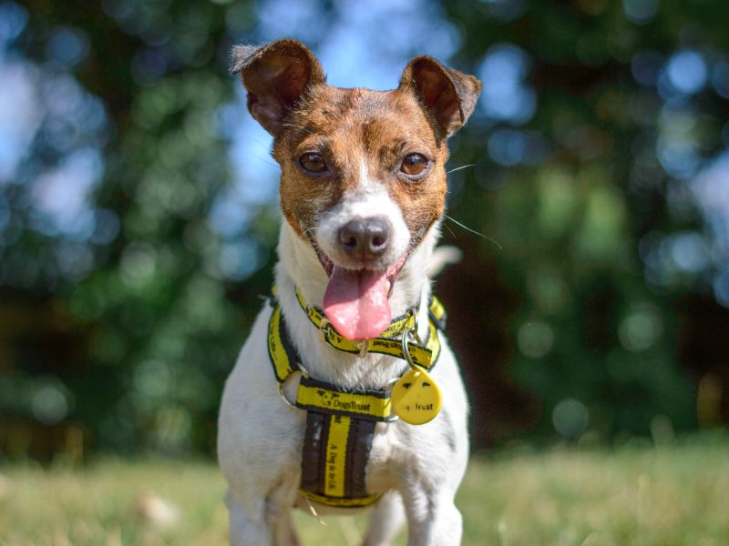Jack Russell for adoption in Kenilworth, Warks – 7 years old - Image 4 of 9