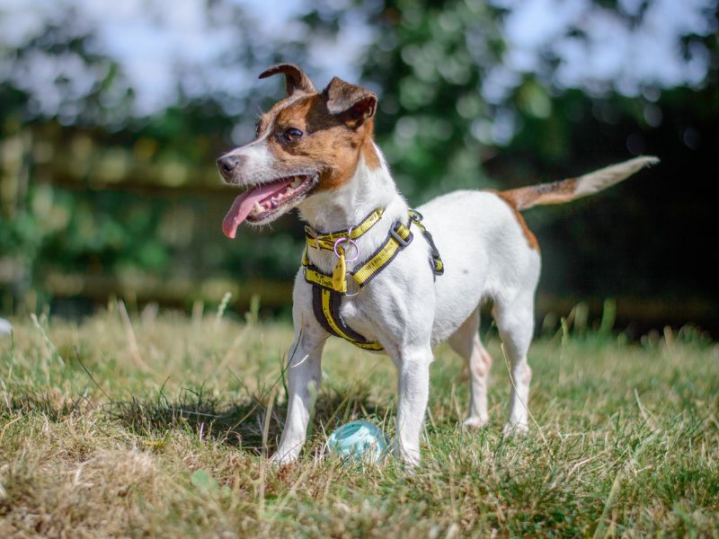 Jack Russell for adoption in Kenilworth, Warks – 7 years old - Image 3 of 9