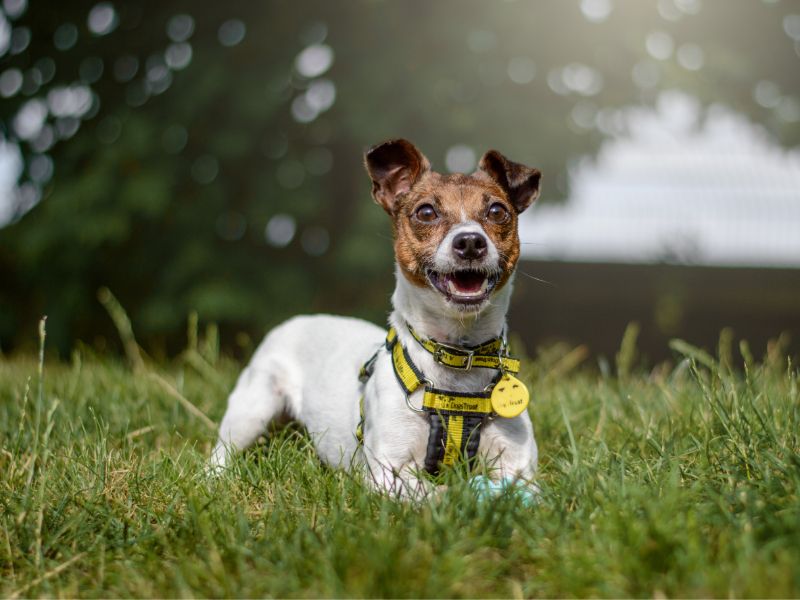 Jack Russell for adoption in Kenilworth, Warks – 7 years old - Image 7 of 9