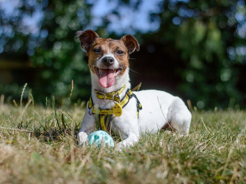 Jack Russell for adoption in Kenilworth, Warks – 7 years old - Image 9 of 9