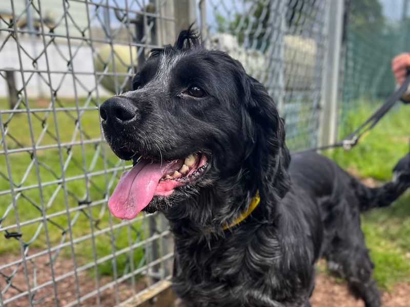Cocker Spaniel for adoption in Snetterton, Norfolk – 6 years old