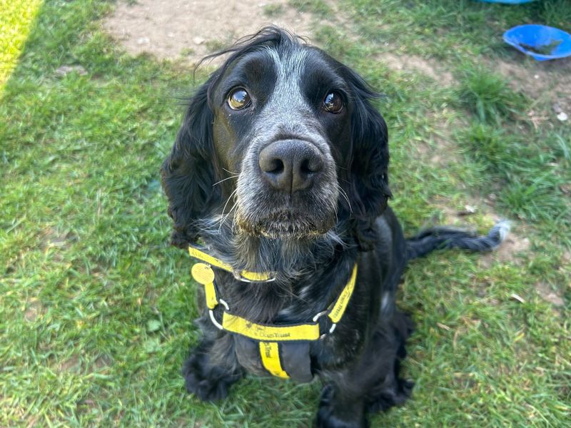 Cocker Spaniel for adoption in Snetterton, Norfolk – 6 years old - Image 2 of 2