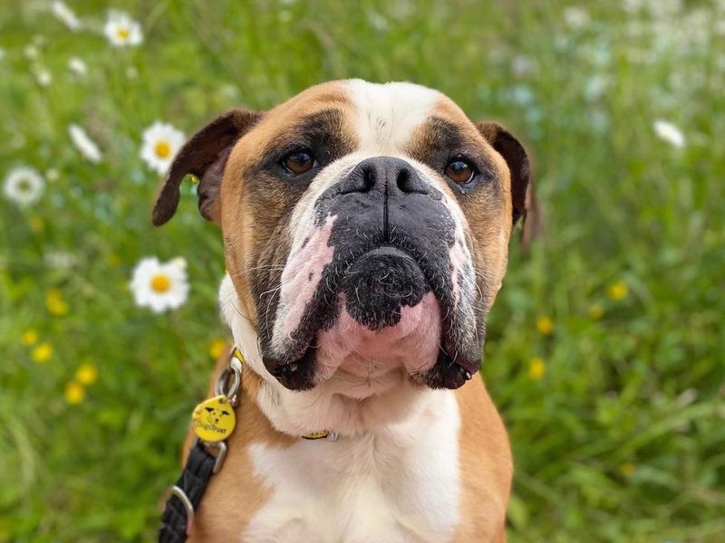 English Bulldog for adoption in Wickford, Essex – 7 years old - Image 1 of 1