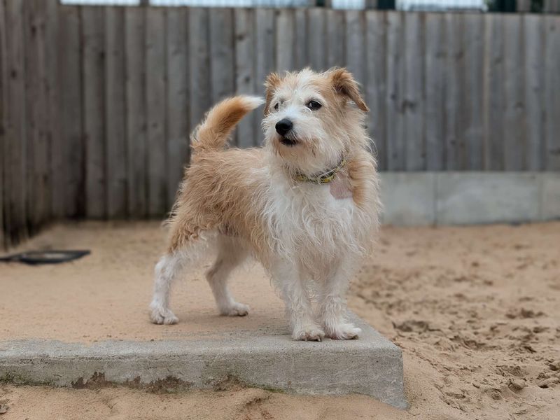 Jack Russell Terrier for adoption in Cardiff / Caerdydd, South Glamorgan – 11 years old - Image 4 of 5