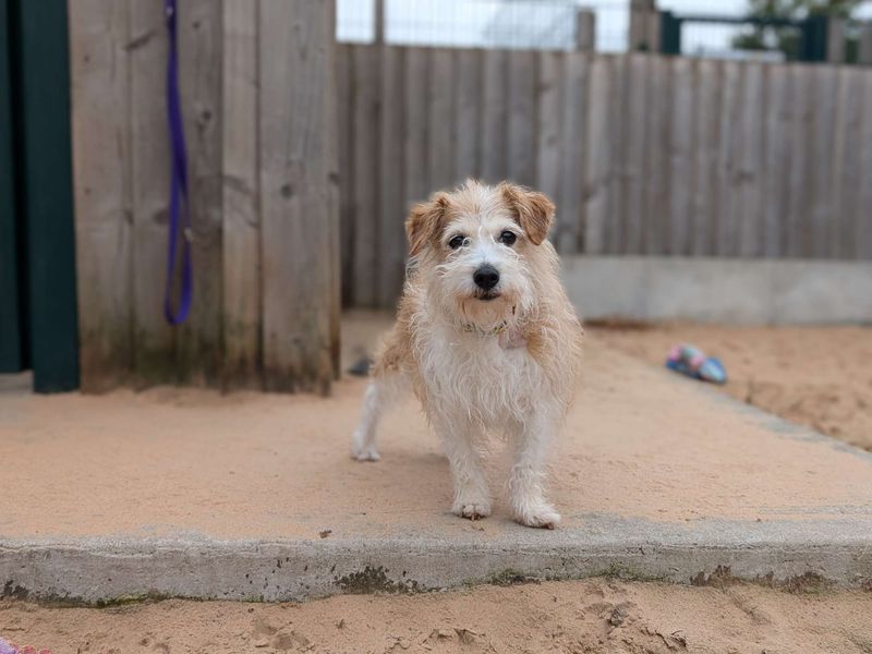Jack Russell Terrier for adoption in Cardiff / Caerdydd, South Glamorgan – 11 years old - Image 3 of 5