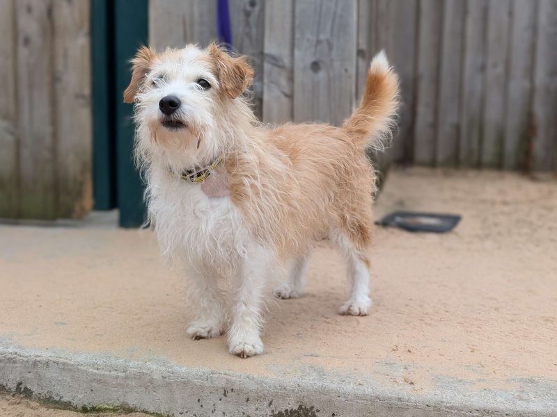 Jack Russell Terrier for adoption in Cardiff / Caerdydd, South Glamorgan – 11 years old - Image 5 of 5