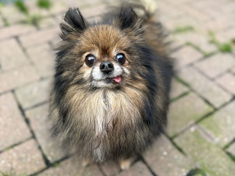 Pomeranian Dogs And Puppies For Adoption