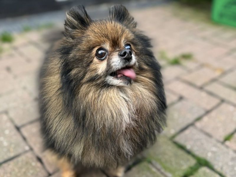 Pomeranian for adoption in Telford, Shropshire – 6 years old - Image 2 of 3