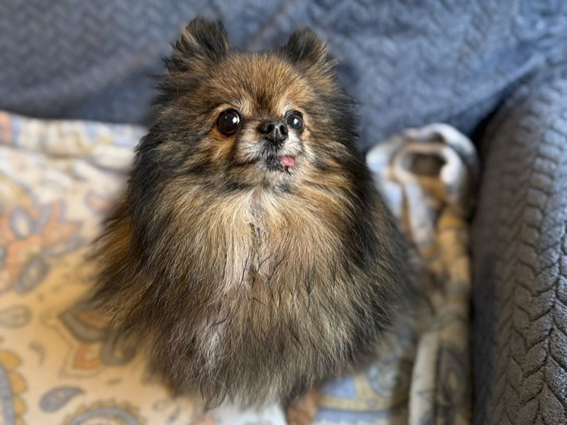 Pomeranian for adoption in Telford, Shropshire – 6 years old - Image 3 of 3
