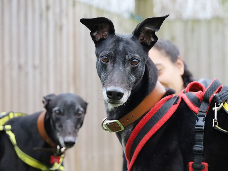 Greyhound for adoption in Leeds, Yorkshire – 4 years old