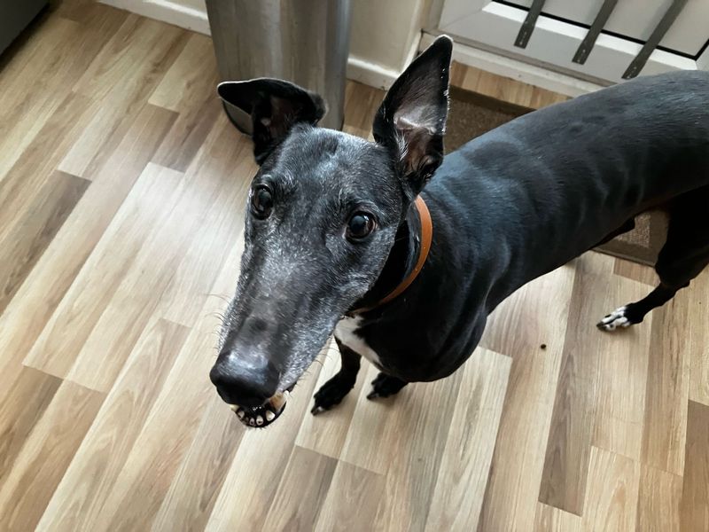 Tara for sale in Leeds, Yorkshire