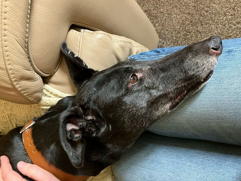 Greyhound for adoption in Leeds, West Yorkshire – 8 years old - Image 3 of 3