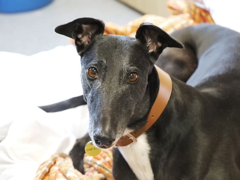 Tara | Greyhound | Leeds - 1