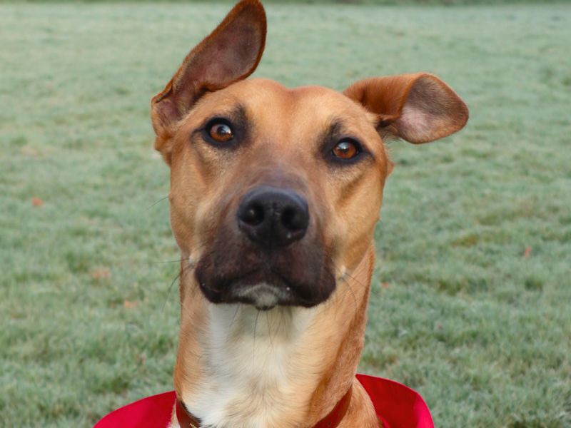 Charlie Harley, a 6 years old male Lurcher available for adoption from Dogs Trust in Harefield, Greater London