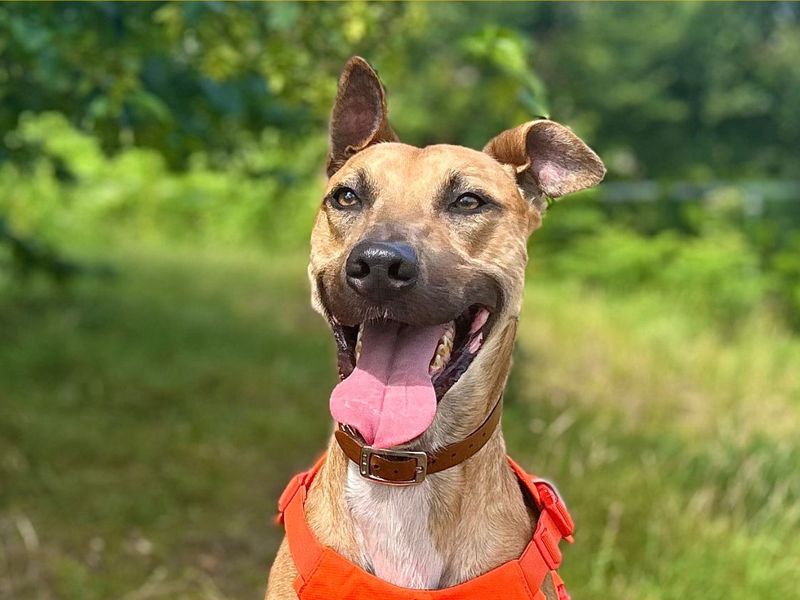 Charlie Harley | Lurcher | Snetterton (Norfolk) - 5