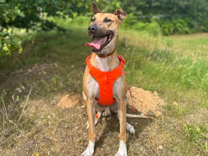 Charlie Harley | Lurcher | Snetterton (Norfolk) - 4
