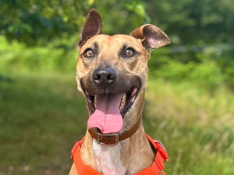 Charlie Harley | Lurcher | Snetterton (Norfolk) - 3