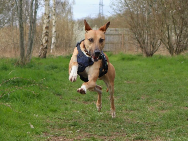 Charlie Harley | Lurcher | Snetterton (Norfolk) - 2